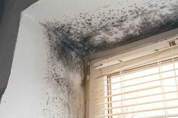 Affordable Attic Mold Remediation solutions in Purcellville, VA